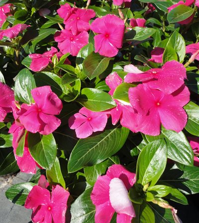 Vinca Cora® Punch
